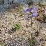 Nuttallanthus canadensis Blüte