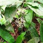 Dracaena camerooniana Blüte