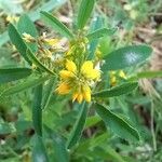 Melilotus sulcatus Flower