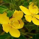 Senna surattensis Flower