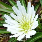 Hypochaeris taraxacoides Flower