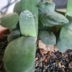 Gasteria glomerata Hoja
