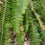 Polystichum munitum Foglia