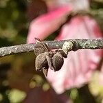 Parrotia persica Φρούτο