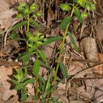 Euphorbia dulcis Hábito