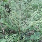 Dryopteris filix-masBlad