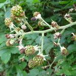 Rubus macrostachys Квітка