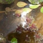 Azolla filiculoidesList