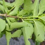 Exostema caribaeum Leaf