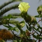 Gossypium hirsutum Blüte