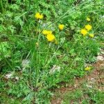 Crepis nicaeensis Habitat