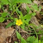 Ranunculus hispidus Flower