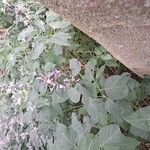 Hypoestes aristata Λουλούδι