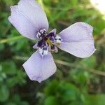 Herbertia lahue Flower