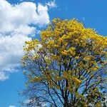 Handroanthus chrysotrichusFloare