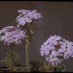 Glandularia gooddingii Habit
