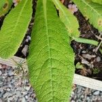 Primula bulleyana Leaf