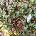 Geranium lucidum Feuille