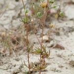 Spergula morisonii Hábito