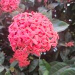 Ixora chinensis Blüte