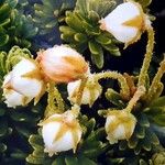 Phyllodoce glanduliflora Kwiat
