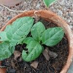 Plumbago indica Folha