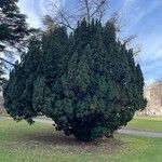 Taxus cuspidata Hábito