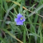 Linum pratense Кветка