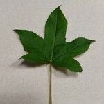 Liquidambar styraciflua Lapas