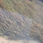 Vallisneria spiralis Likasa