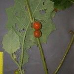 Solanum candidum 果實