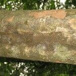 Pradosia ptychandra Bark