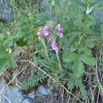 Pedicularis gyroflexa Hábito