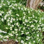 Aster ageratoides Costuma