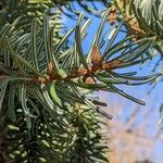 Picea omorika Hostoa