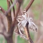 Senecio doria Frukt