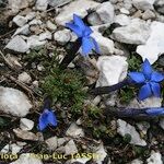 Gentiana terglouensis Hábitos