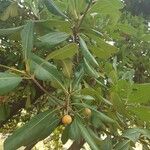 Pittosporum viridiflorum Leaf