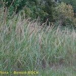 Arundo plinii Habitus