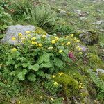 Geum elatum Хабит