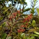 Dendrobium cymatoleguum Habit