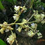 Polystachya odorata Flower