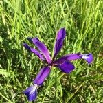 Iris reichenbachiana Kvet