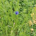 Centaurea cyanus 整株植物