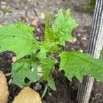 Chenopodiastrum hybridum Leaf