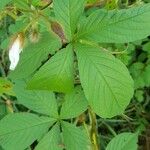 Distimake aegyptius पत्ता