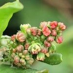 Rumex spinosus ফুল