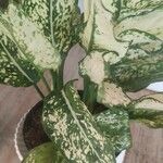 Aglaonema costatum Blatt