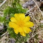 Adonis pyrenaica Blüte