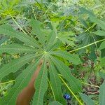 Manihot grahamii Leaf
